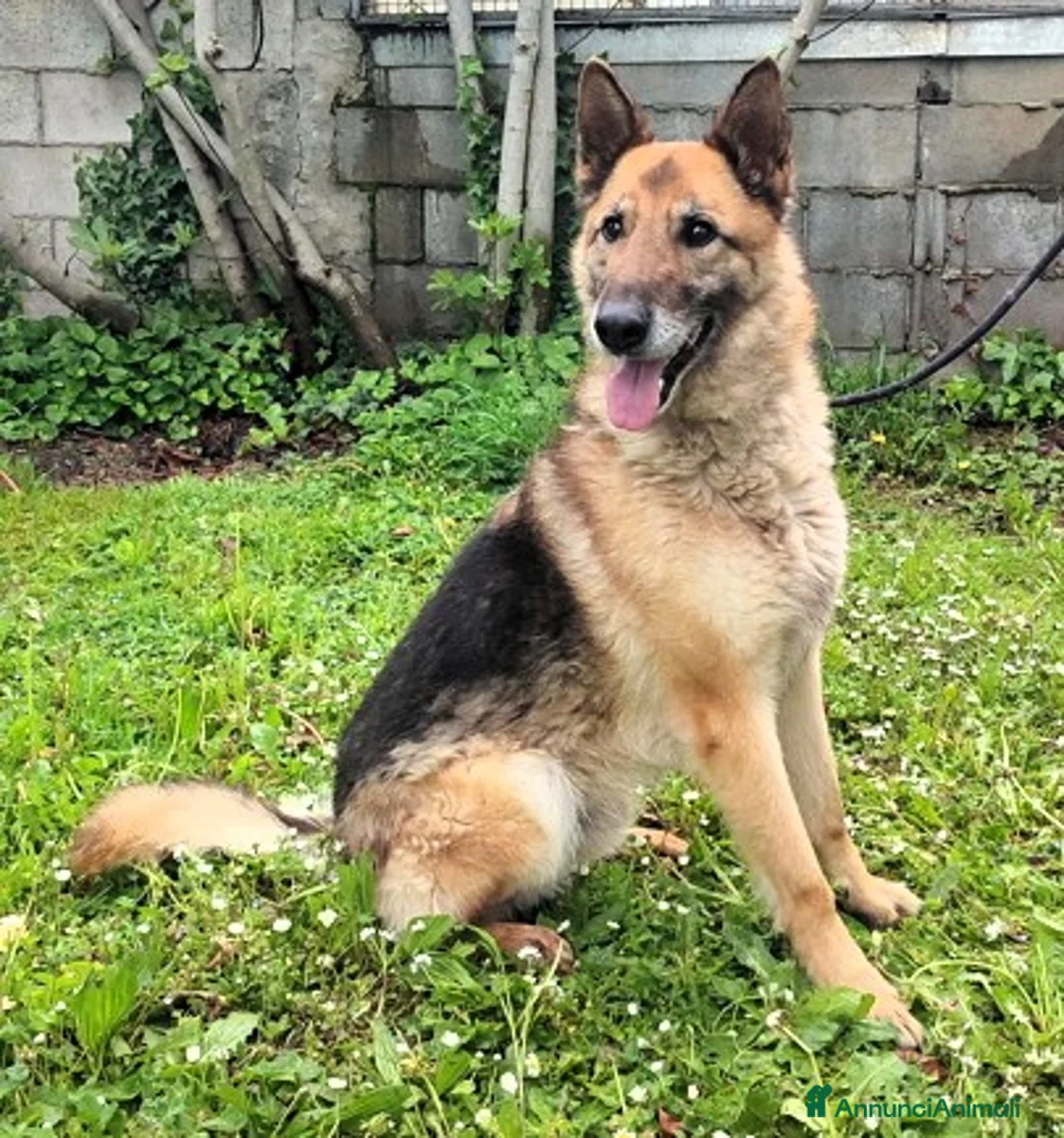 Meticcio cani in regalo: CICCILLO PASTORE TEDESCO - Annuncio 1