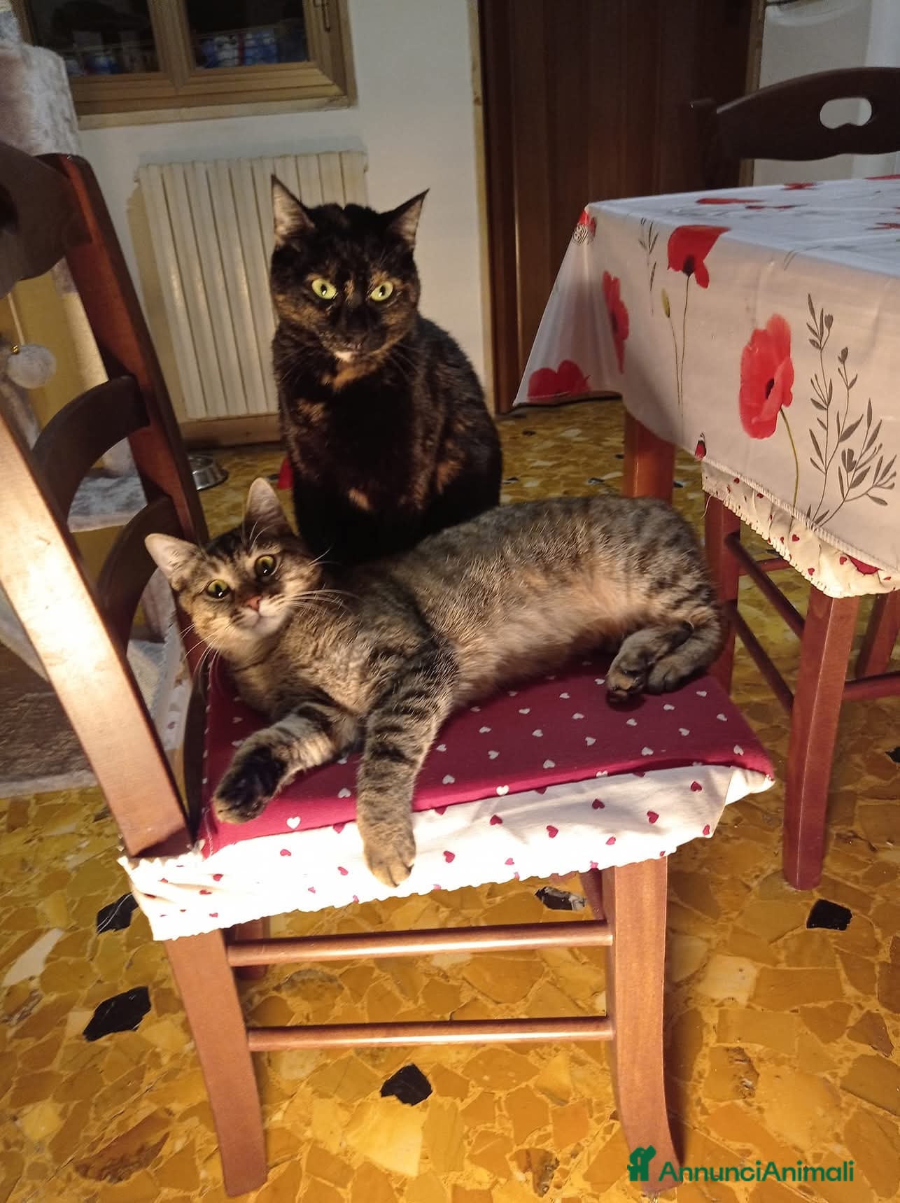Europeo gatti Si danno in adozione a Bari 2 gatte.  - Annuncio 1