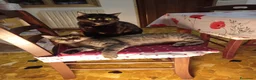 Europeo gatti in regalo: Si danno in adozione a Bari 2 gatte.  a Città Metropolitana di Bari - Annuncio 1