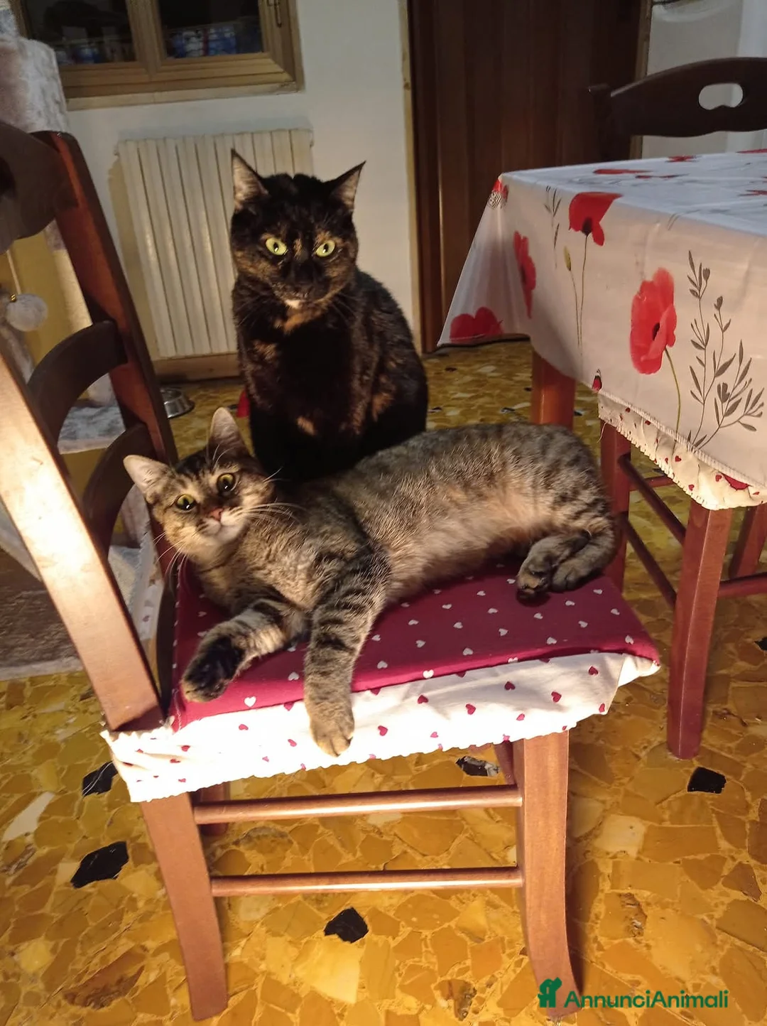 Europeo gatti in regalo: Si danno in adozione a Bari 2 gatte.  a Città Metropolitana di Bari - Annuncio 1