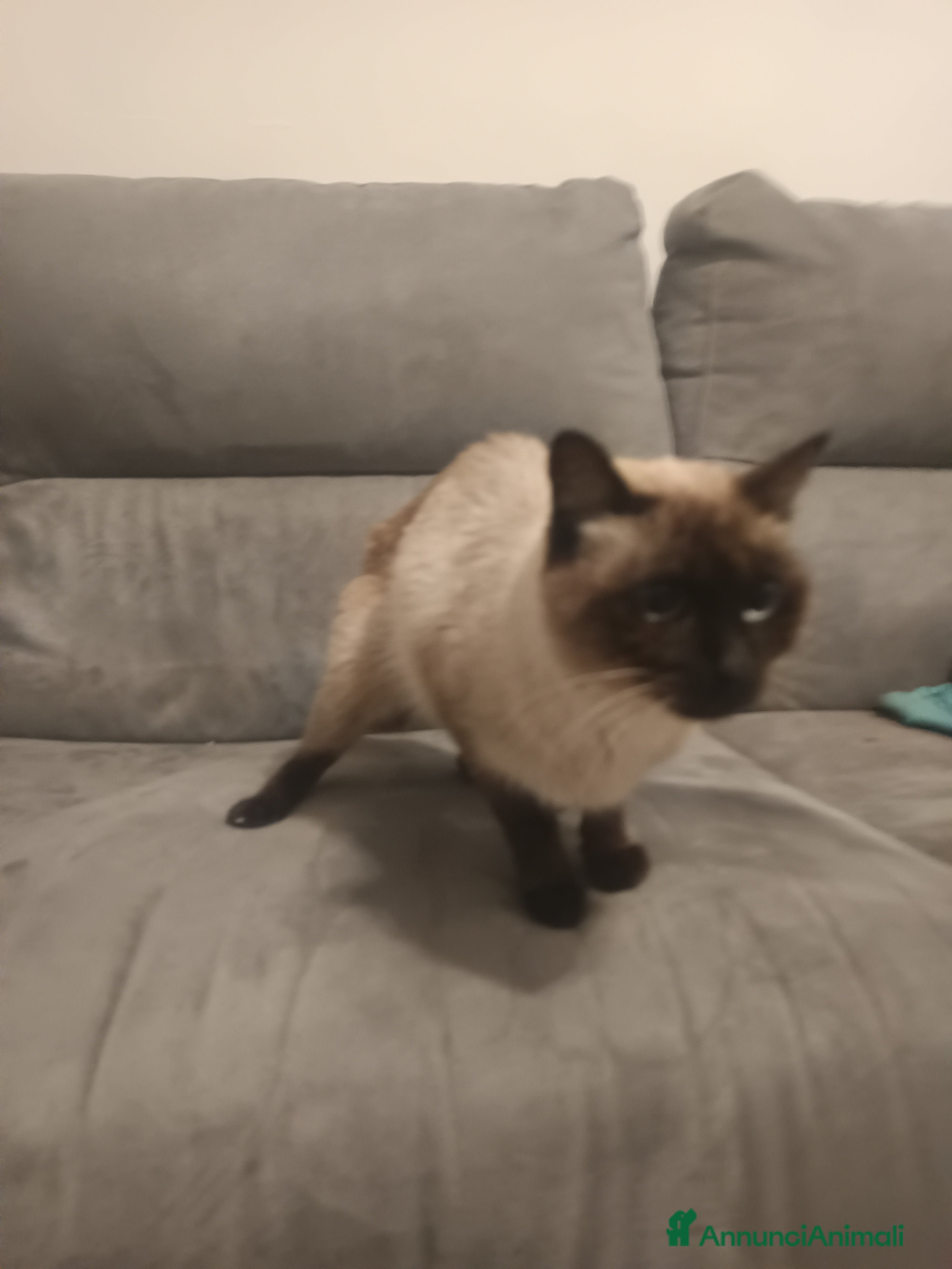 Siamese gatti Gatta nome lulu - Annuncio 1