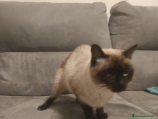 Siamese gatti Gatta nome lulu - Annuncio 1