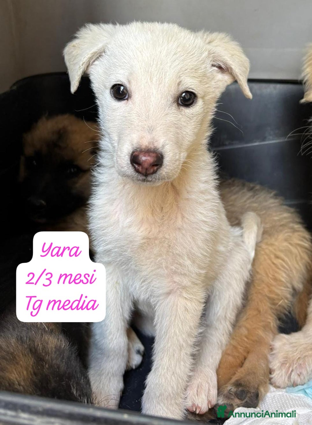 Meticcio cani in regalo: Tantissimi cuccioli da salvare  - Annuncio 5