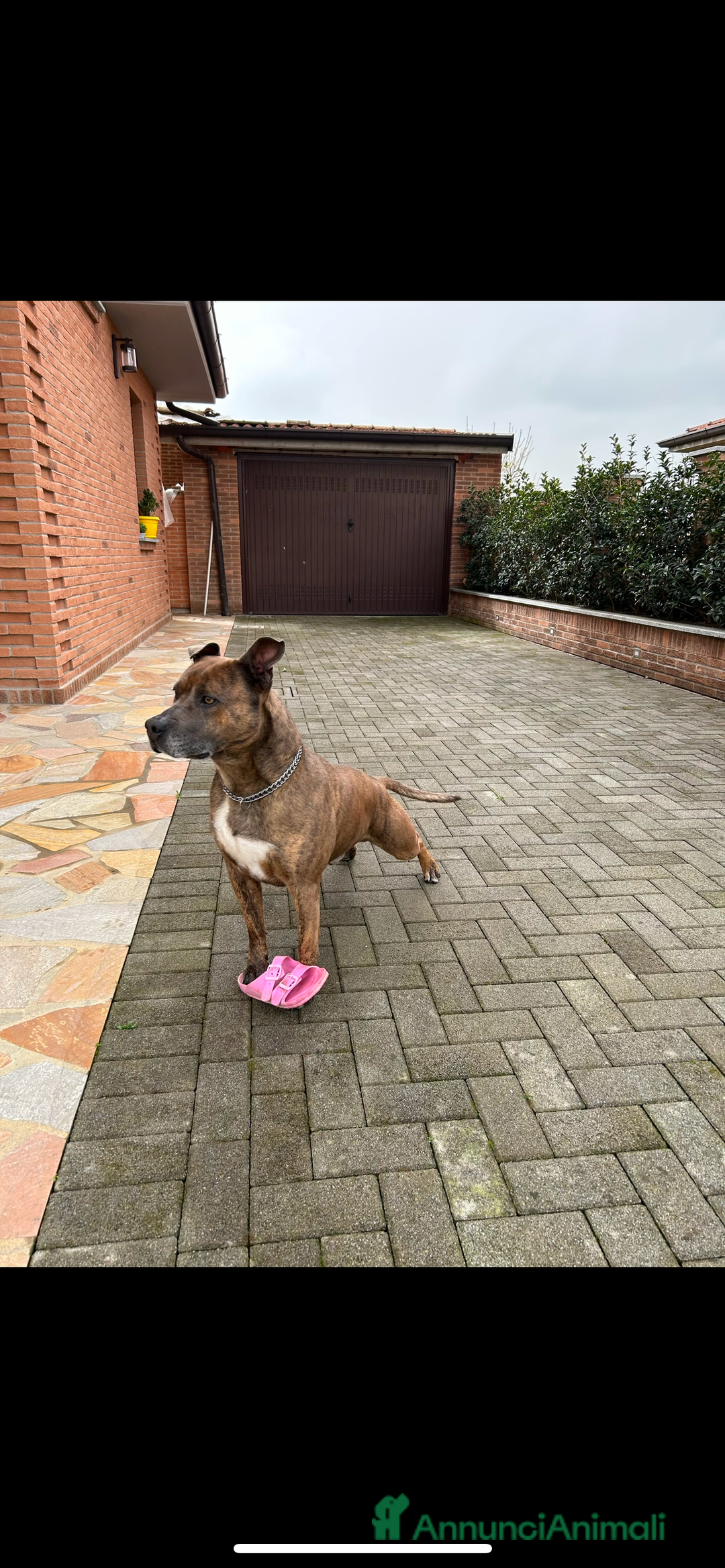 Altre razze cani per accoppiamento: amstaff per monta - Annuncio 2