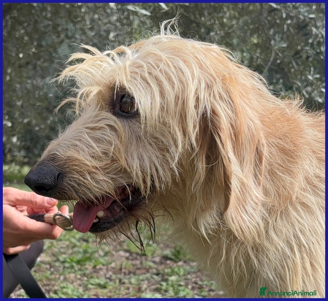 Meticcio cani in regalo: GIACOMO, CAGNOLINO 4 ANNI - Annuncio 3