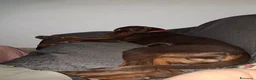 Dobermann cani in vendita: Dobermann maschio marrone fiammato a Provincia di Lecco - Annuncio 5