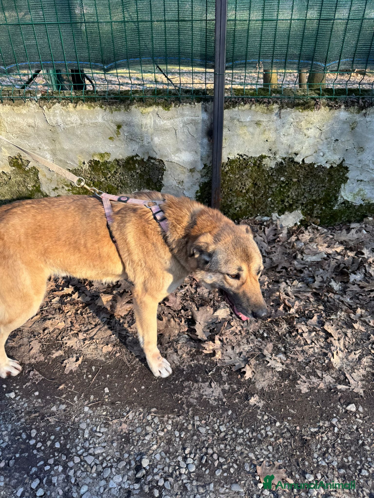 Meticcio cani in regalo: Whisky, un tenerissimo meticcio  - Annuncio 9