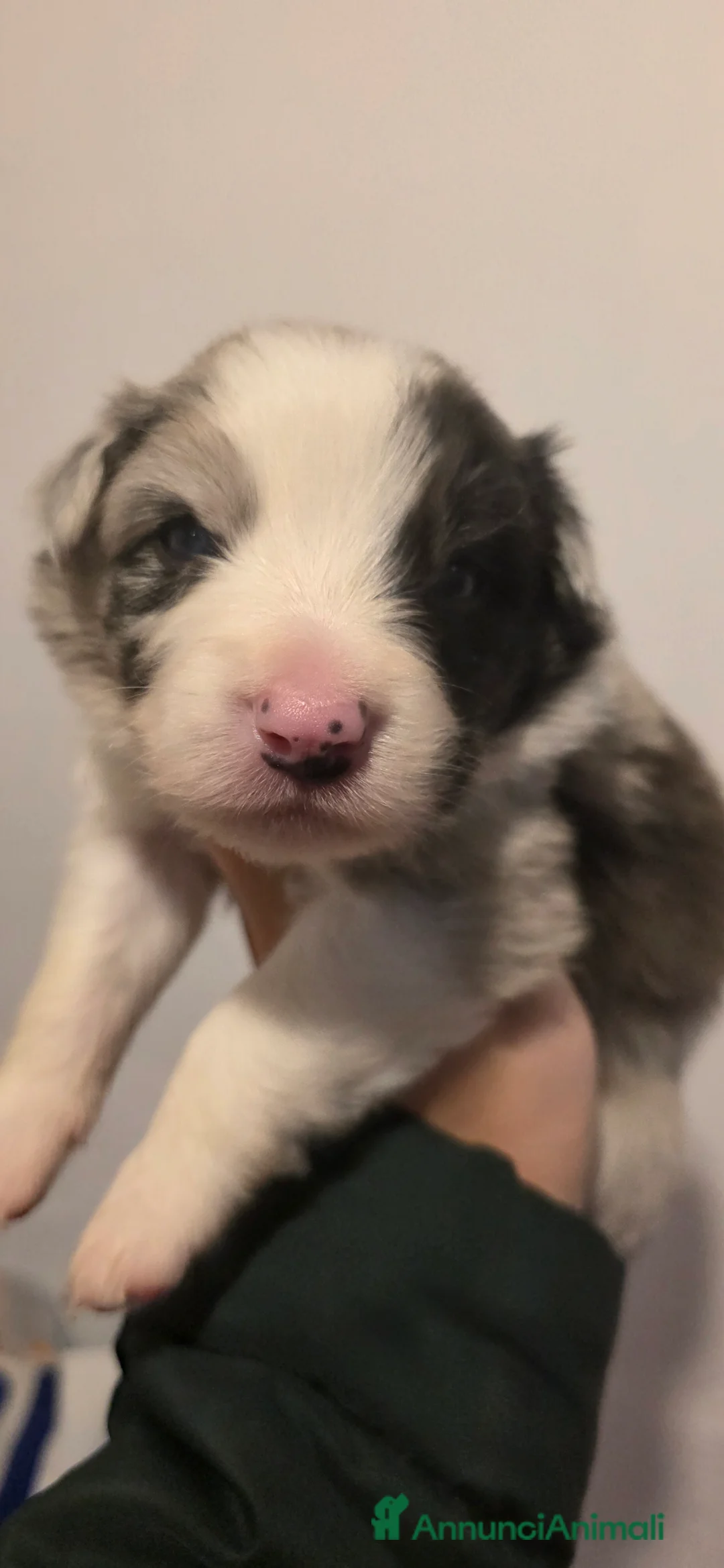 Border Collie cani in vendita: Border collie  - Annuncio 2