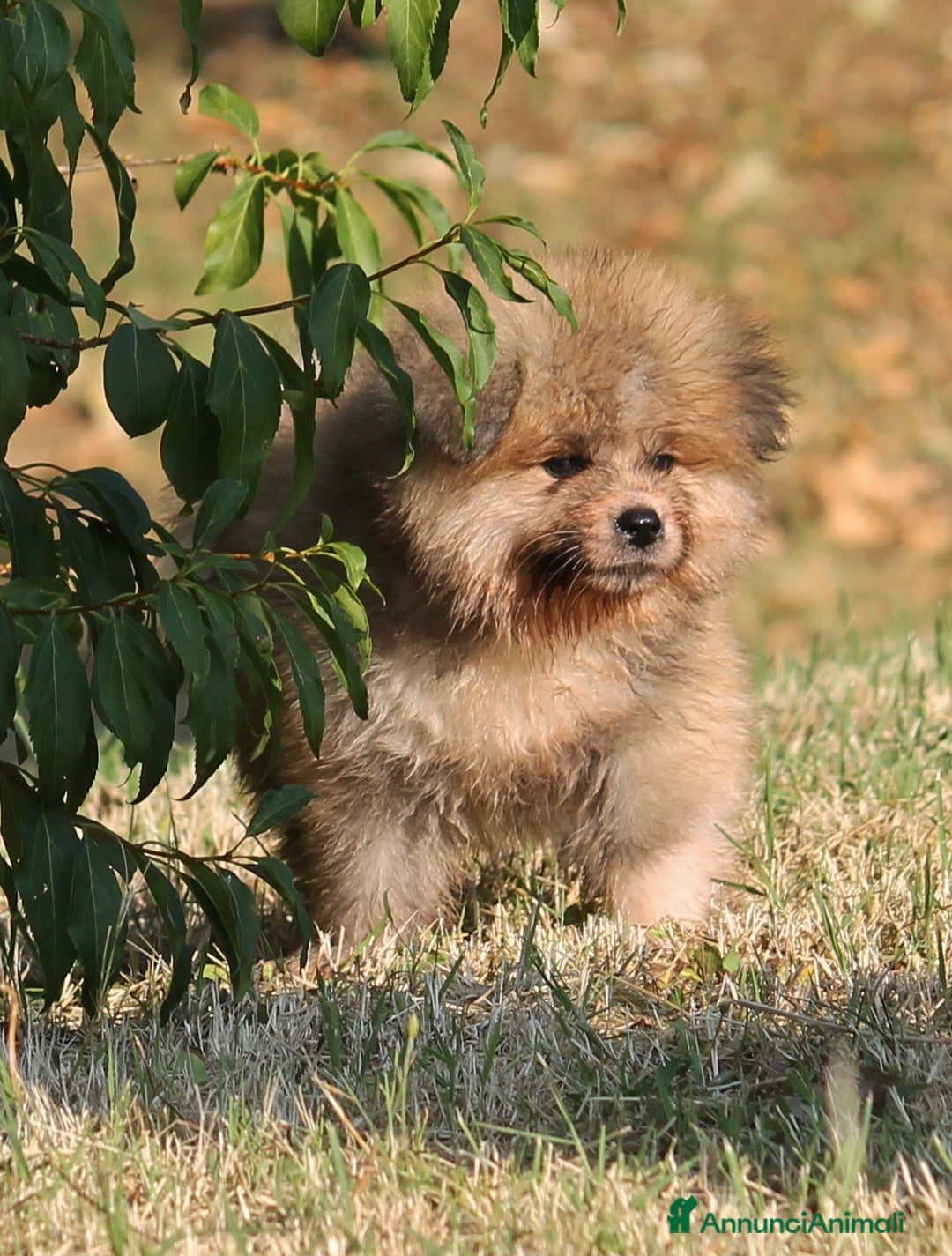 Akita Inu cani in vendita: Disponibili cuccioli Maschio Akita Pelo lungo a Provincia di Rieti - Immagine 1