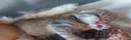 Siberiano gatti in vendita: Cuccioli di gatto Siberiano Certificati  - Annuncio 14