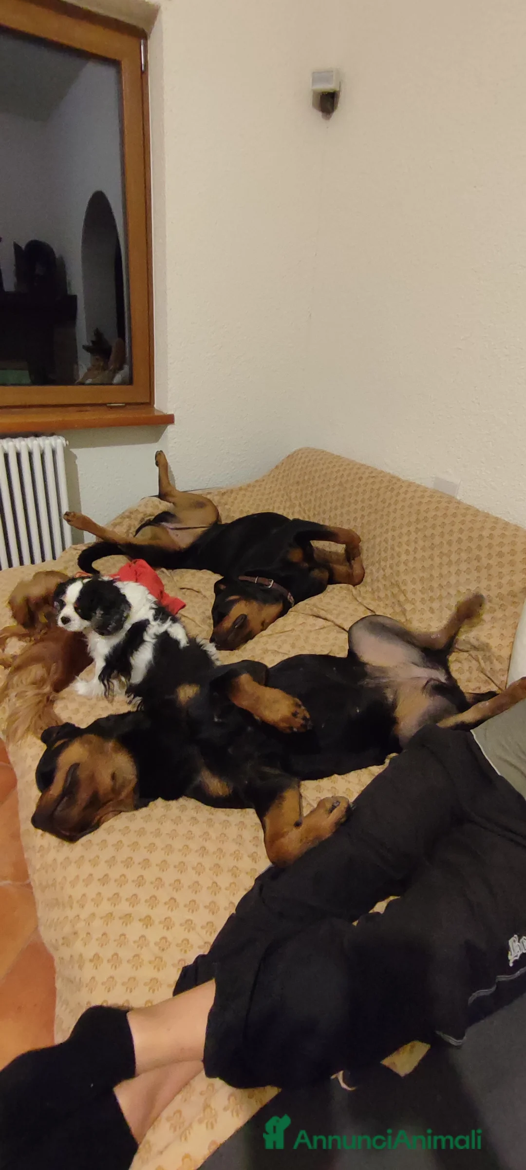 Immagine della galleria {{count}}