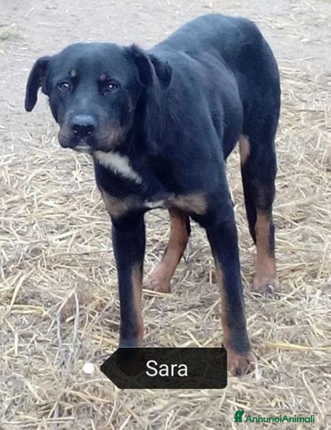 Meticcio cani in regalo: SARA salvata dalla strada - Annuncio 1