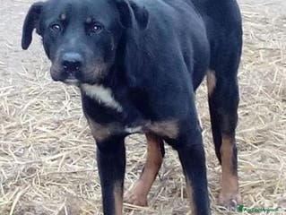 Meticcio cani SARA salvata dalla strada - Annuncio 19