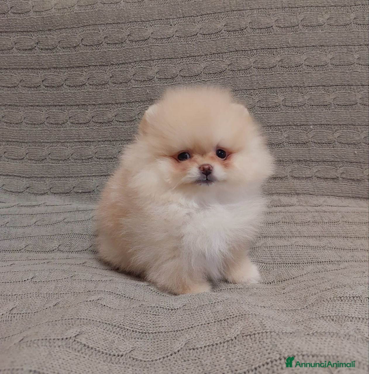 Volpino Pomerania cani Volpini di pomerania toy  - Annuncio 12