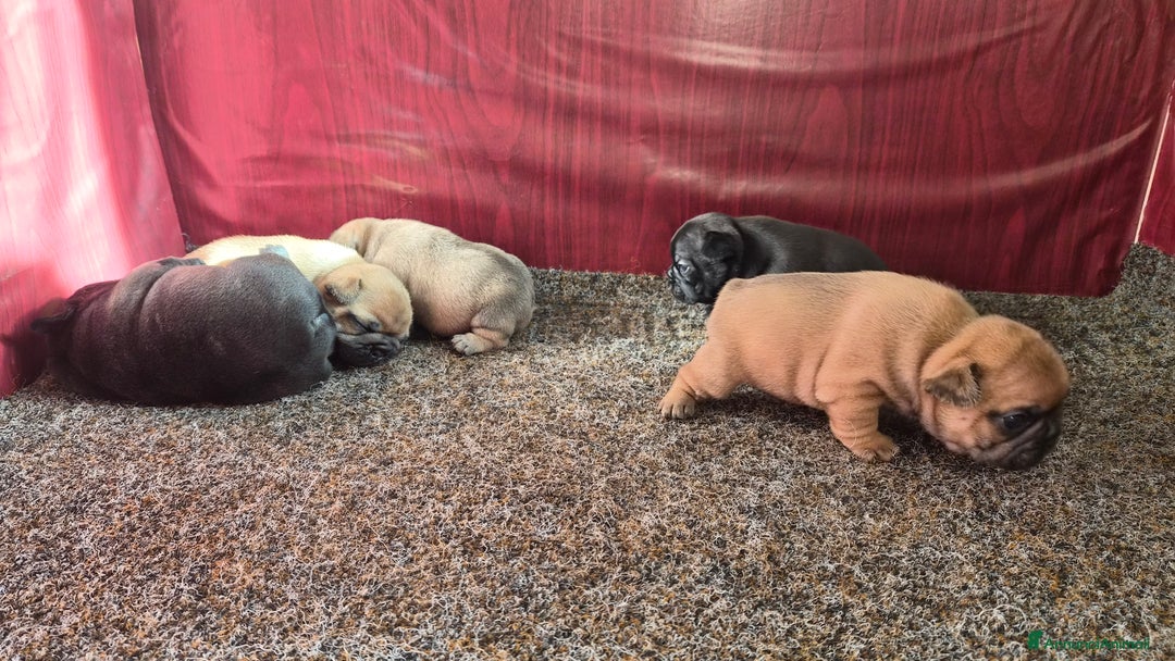 Bulldog Francese cani in vendita: Bulldog francese  - Annuncio 3