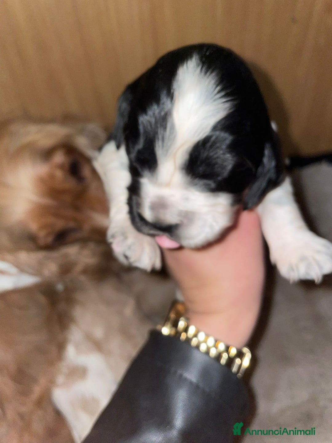 Cocker cani in vendita: Cuccioli di Cocker SpanielLinea Inglese Rari - Annuncio 5