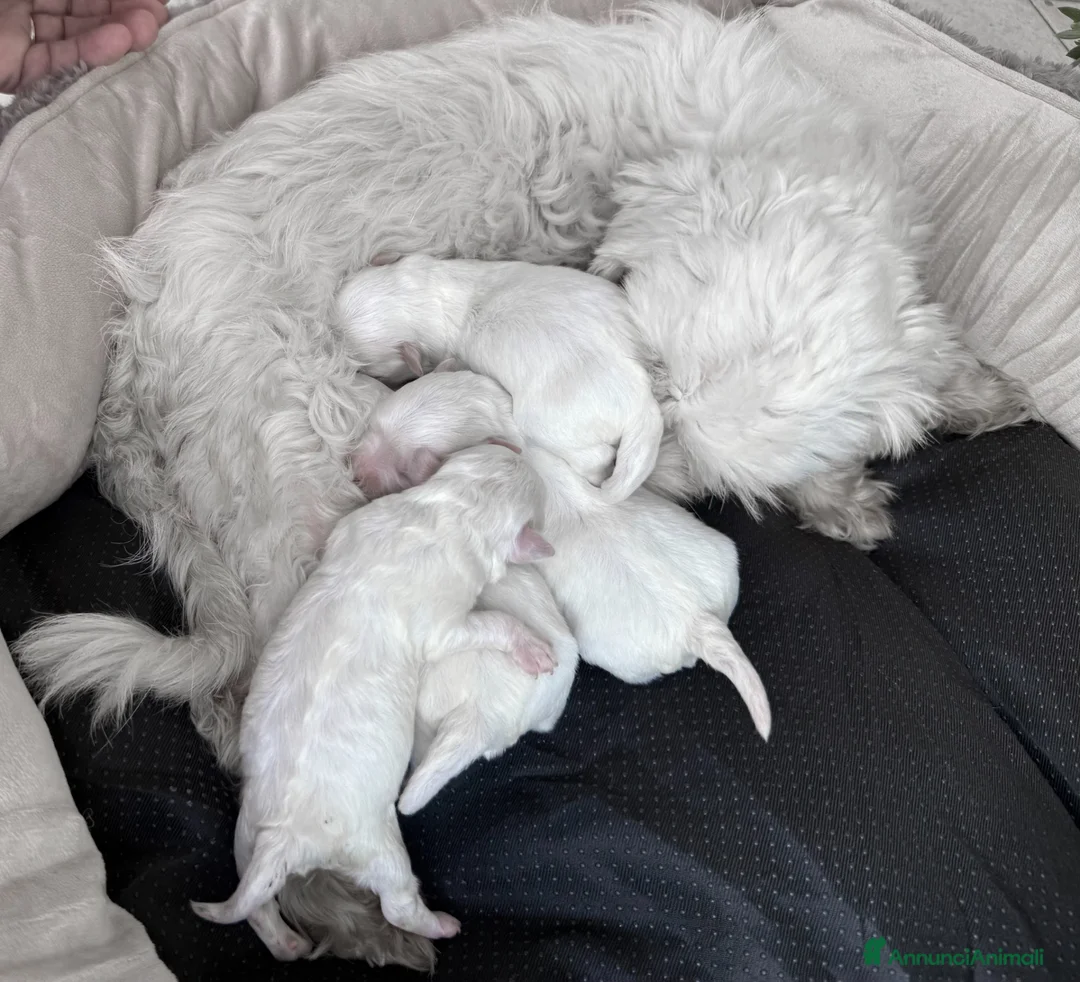 Maltese cani in vendita: Maltese Mini Toy Allevamento Master ENCI - Annuncio 5