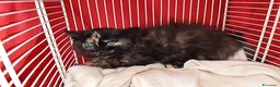 Meticcio gatti in regalo: Gattini a Provincia di Bergamo - Annuncio 4