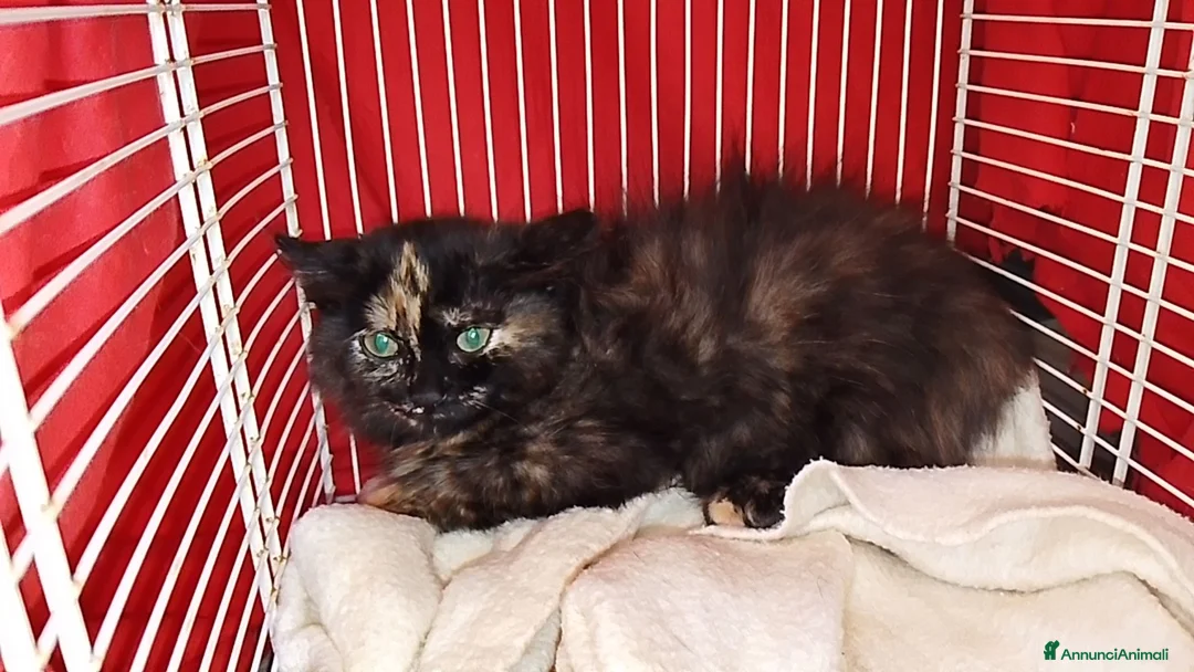 Meticcio gatti in regalo: Gattini a Provincia di Bergamo - Annuncio 4