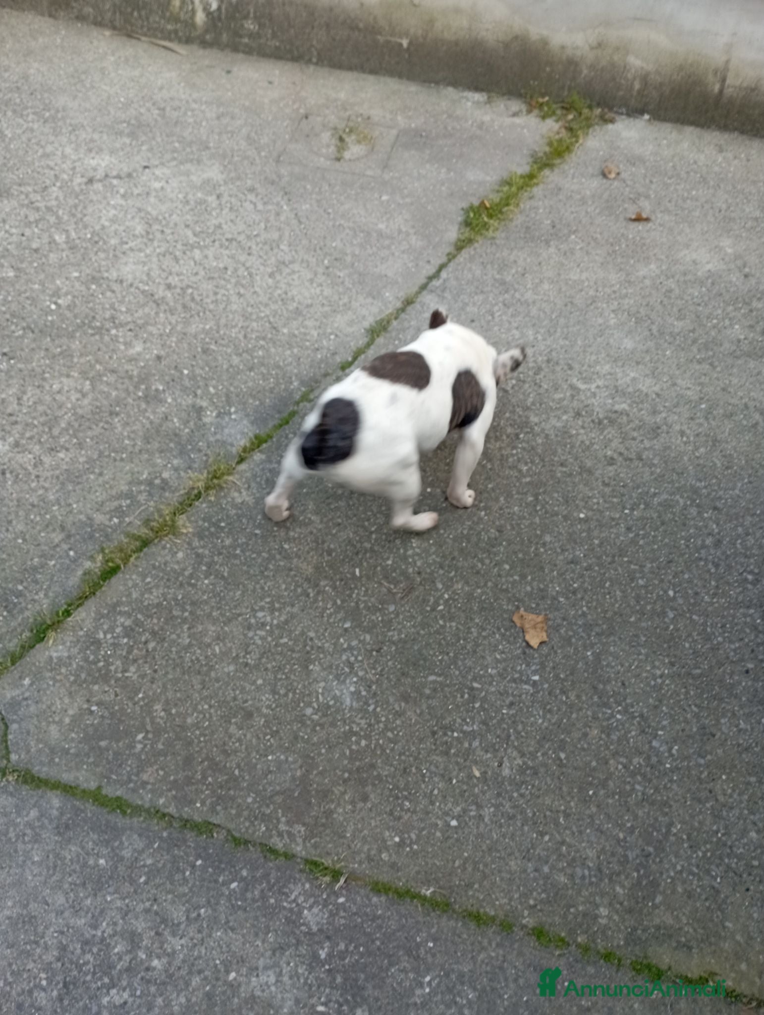 Bulldog Francese cani Bulldog francese  - Annuncio 8