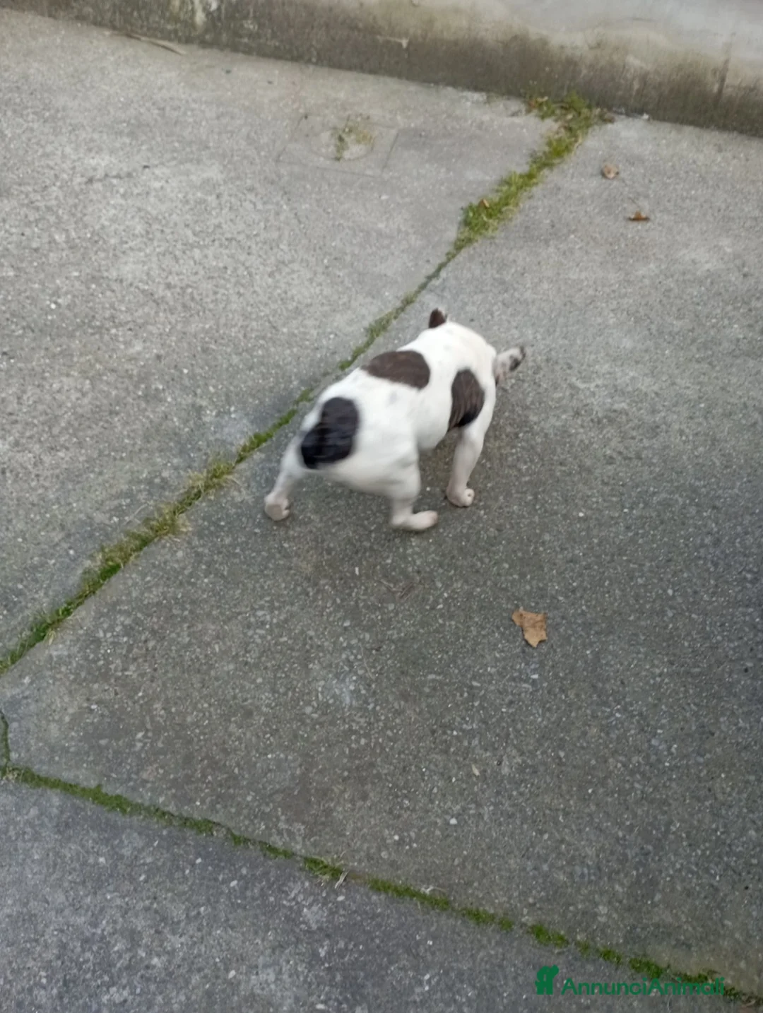 Bulldog Francese cani in vendita: Bulldog francese  - Annuncio 1