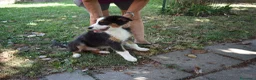 Australian Shepherd cani in vendita: Cucciolo Tricolor Black Maschio a Provincia di Alessandria - Annuncio 4