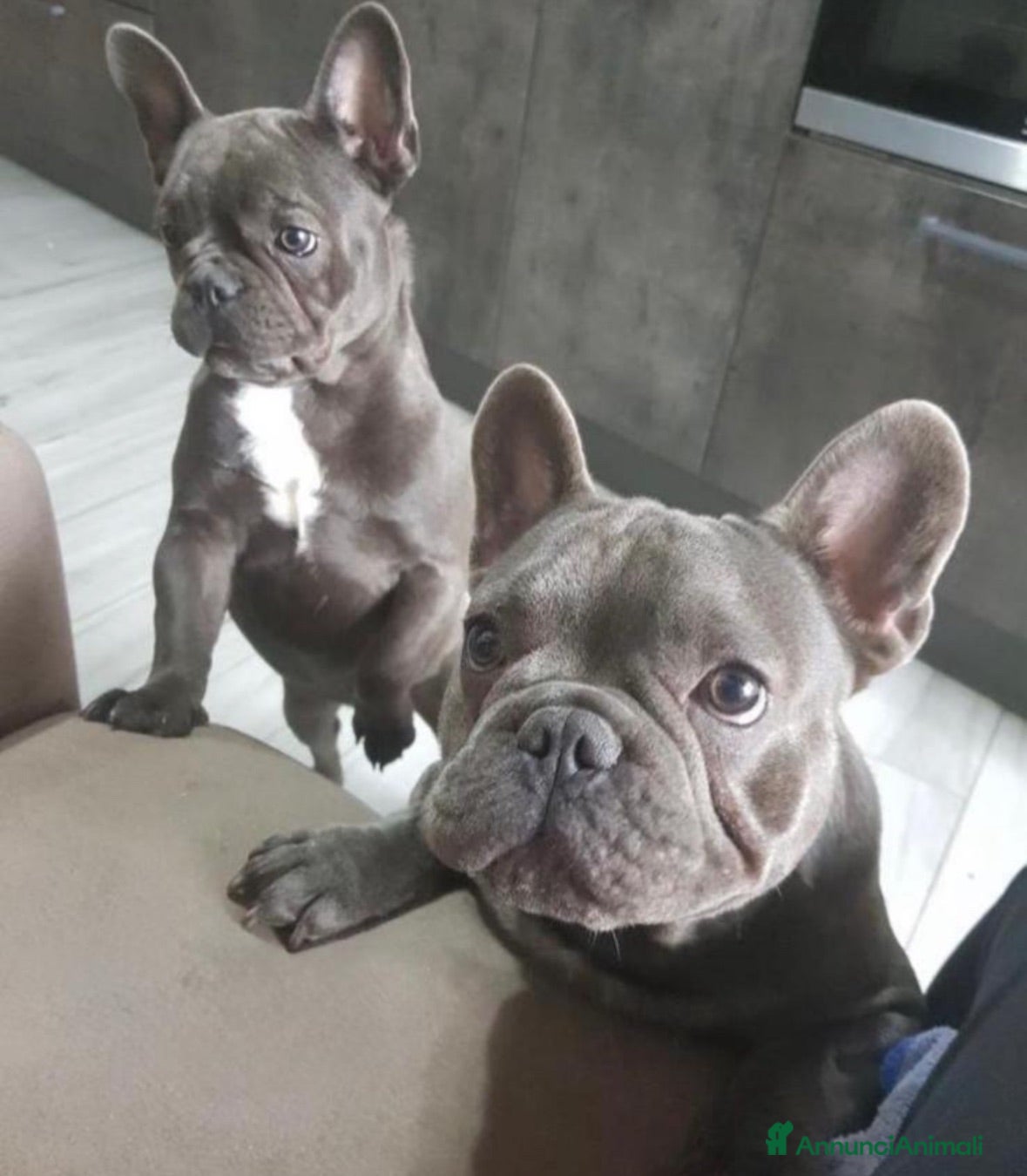 Bulldog Francese cani Bulldog francese  - Annuncio 6