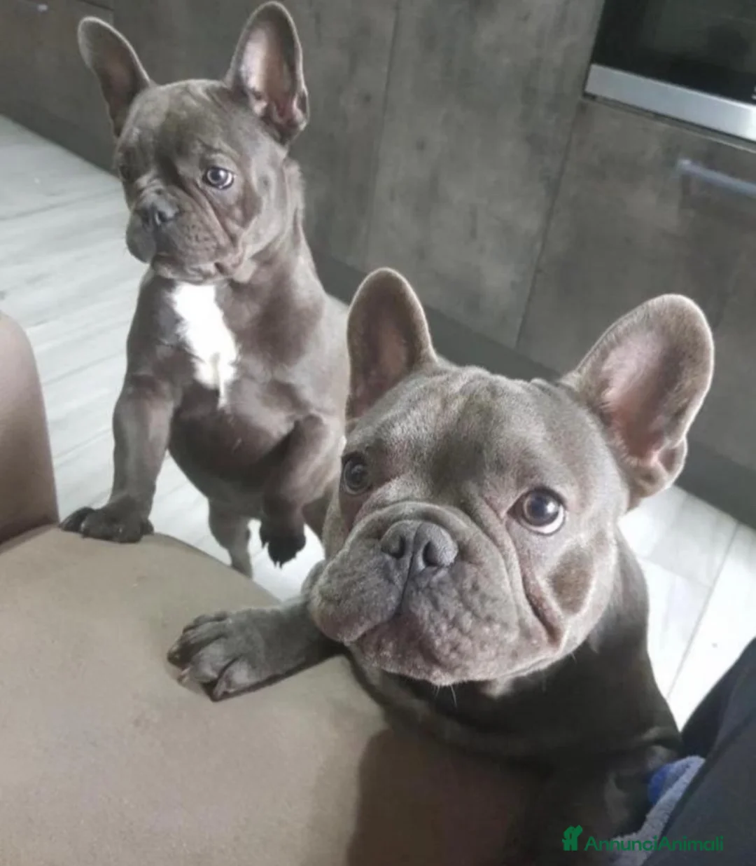 Bulldog Francese cani in vendita: Bulldog francese  - Annuncio 1