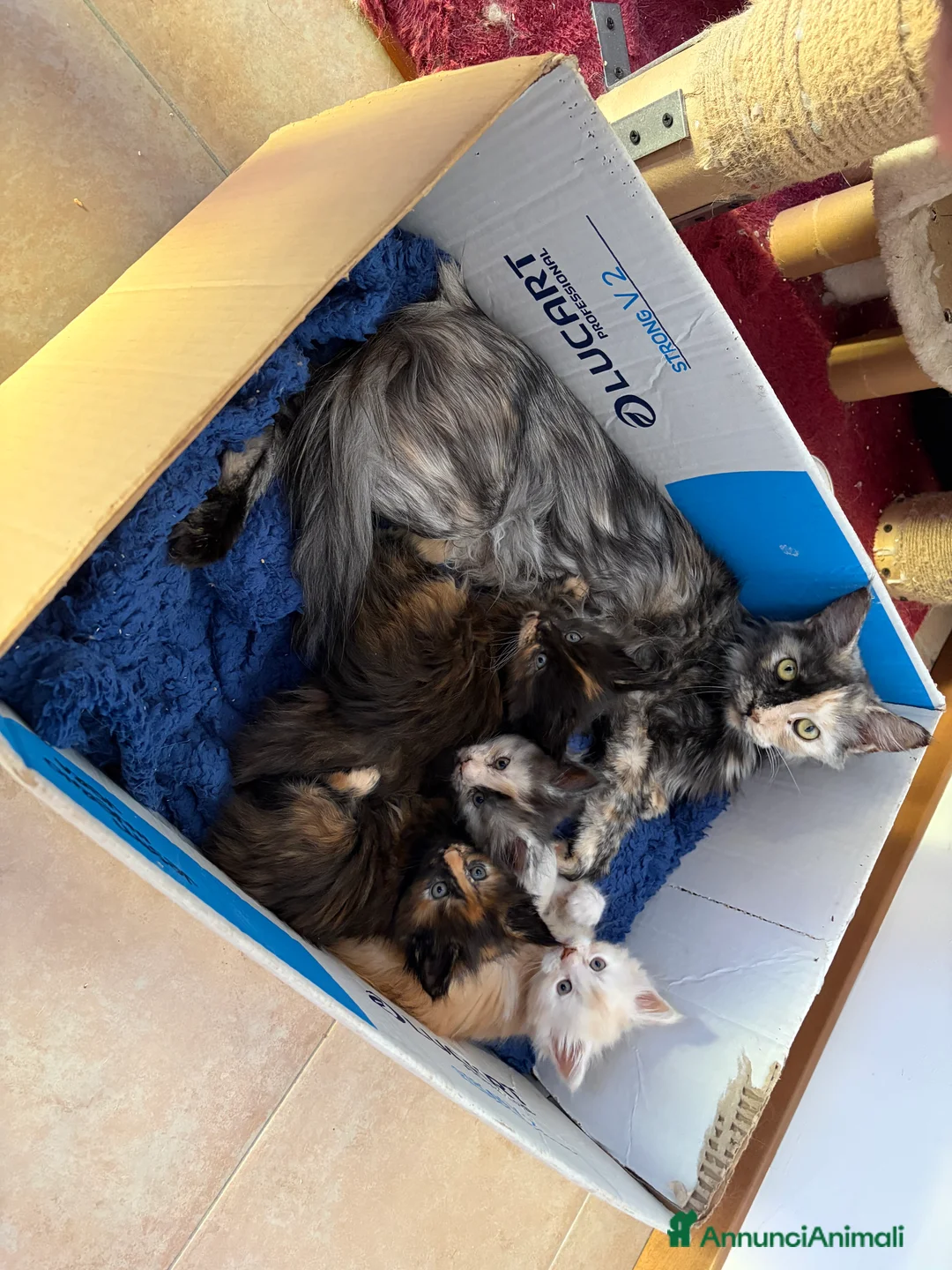 Maine Coon gatti in vendita: Stupendi Maine coon  - Annuncio 2