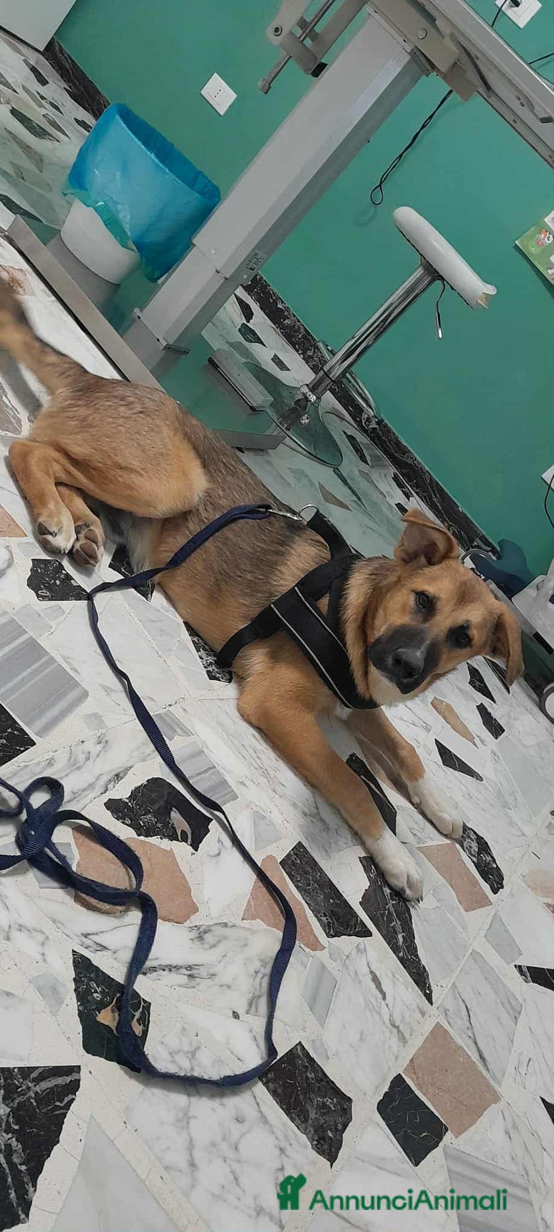 Meticcio cani in regalo: stupendo Coffy in regalo - Annuncio 5