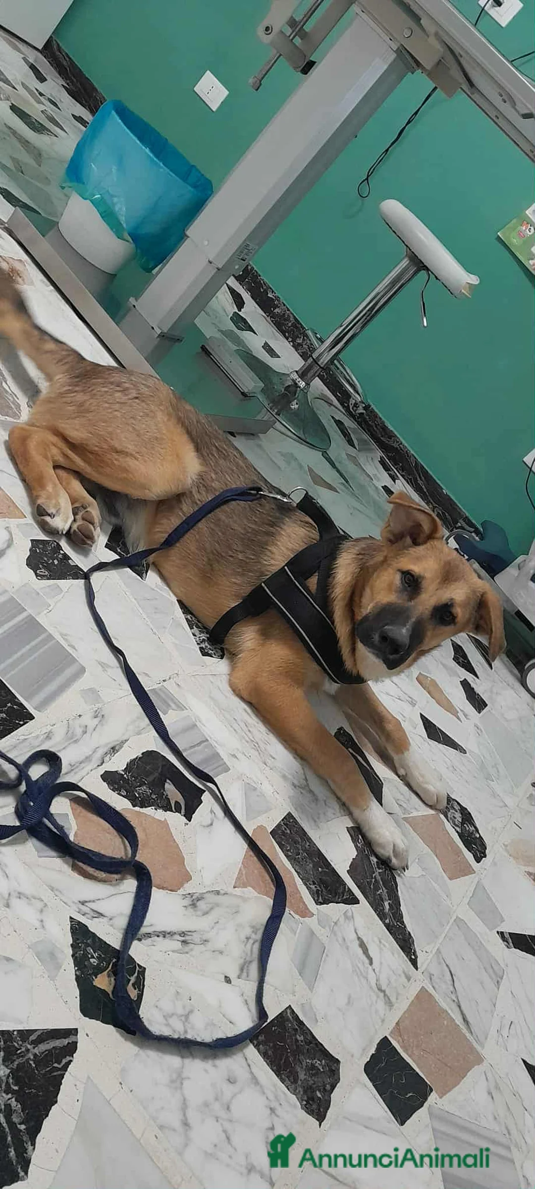 Meticcio cani in regalo: stupendo Coffy in regalo - Annuncio 5