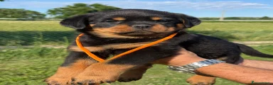 Rottweiler 2