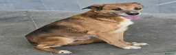 Meticcio cani in regalo: Jerry 4 anni Taglia media piccola  - Annuncio 1