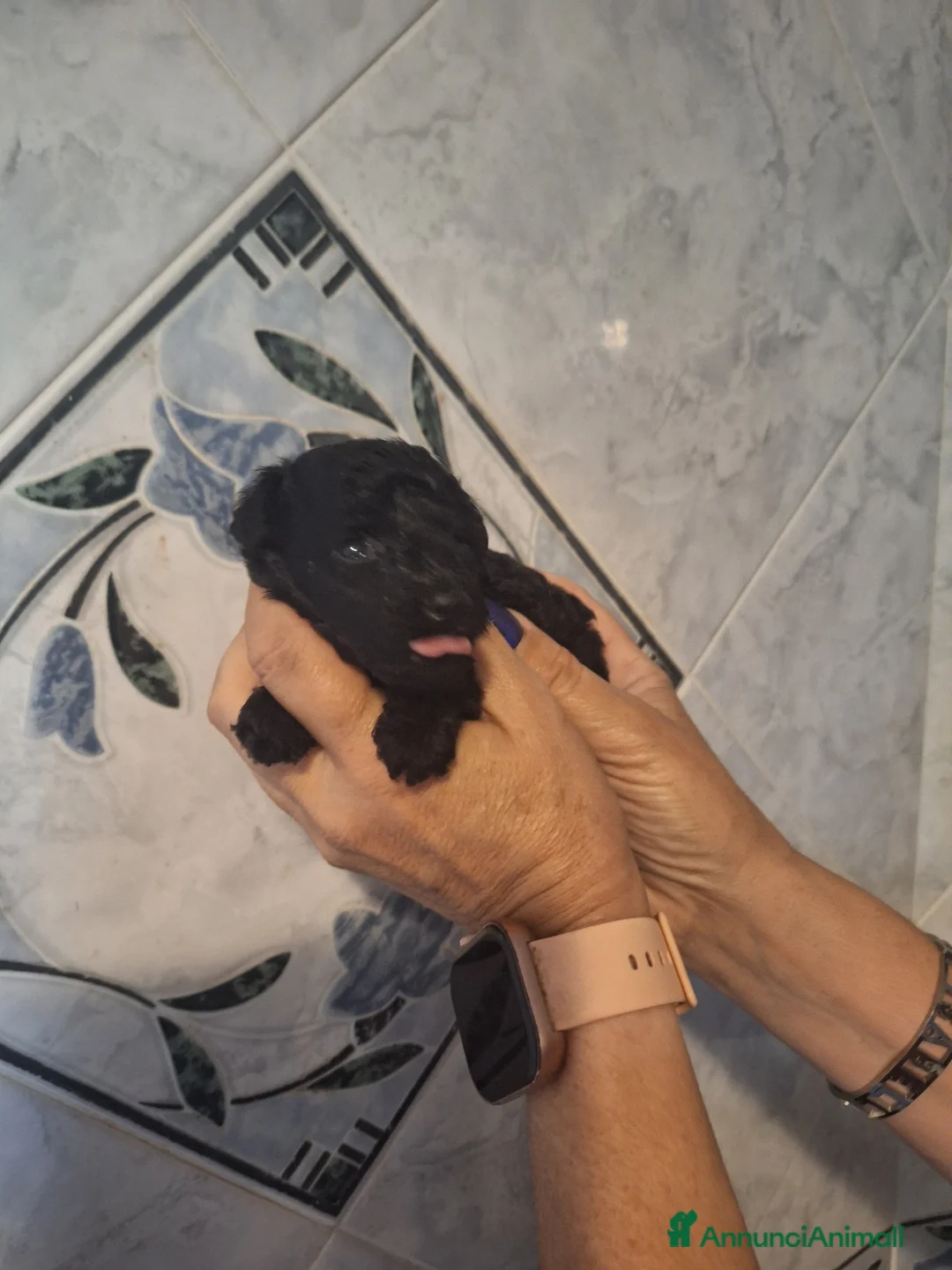 Barboncino Toy cani in vendita: Barboncino toy femmina  a Provincia di Pisa - Annuncio 5
