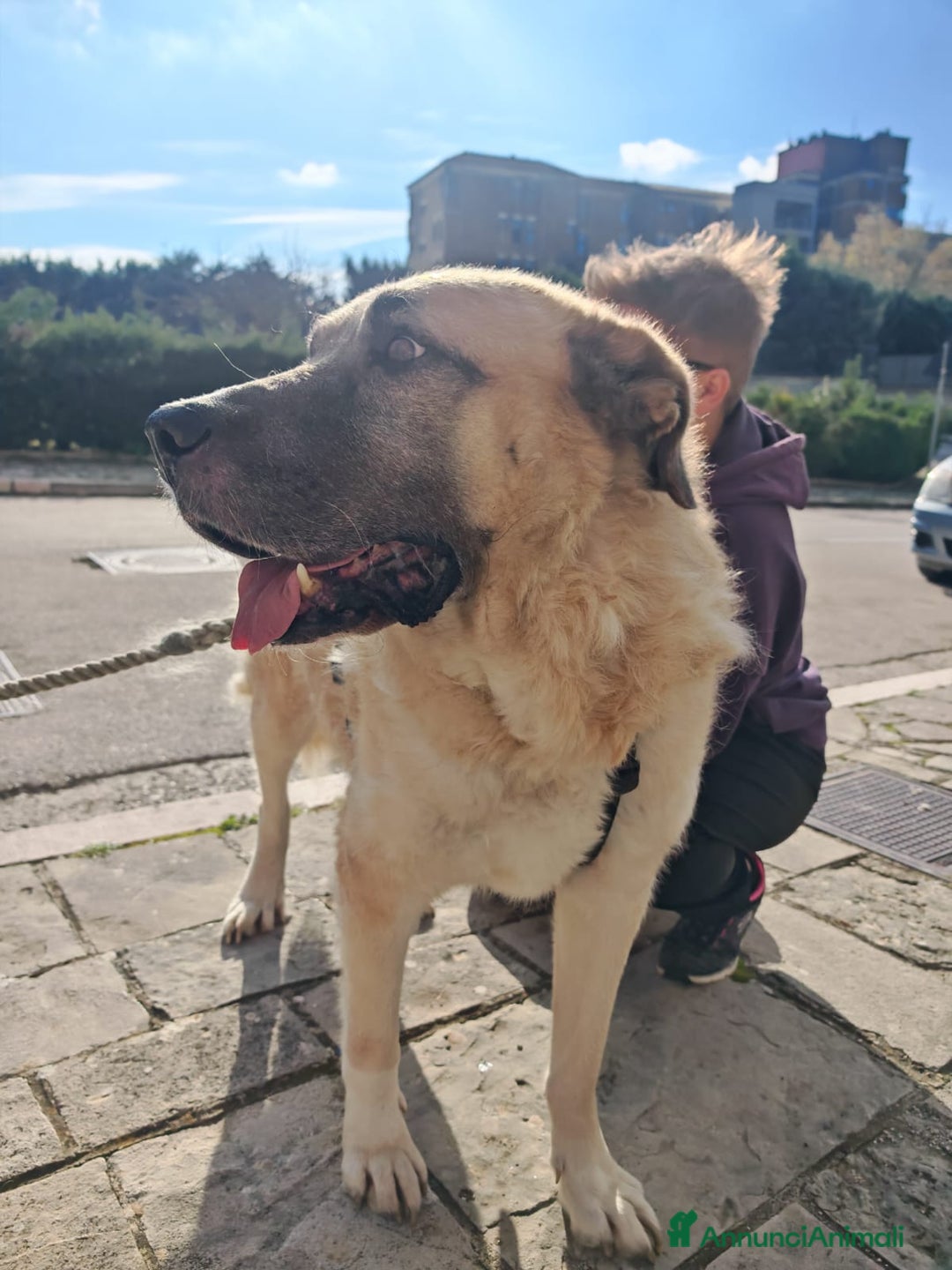 Meticcio cani in regalo: Hulk: gigante buono educato e coccolone  - Annuncio 12