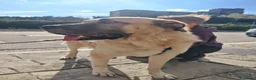 Meticcio cani in regalo: Hulk: gigante buono educato e coccolone  - Annuncio 12