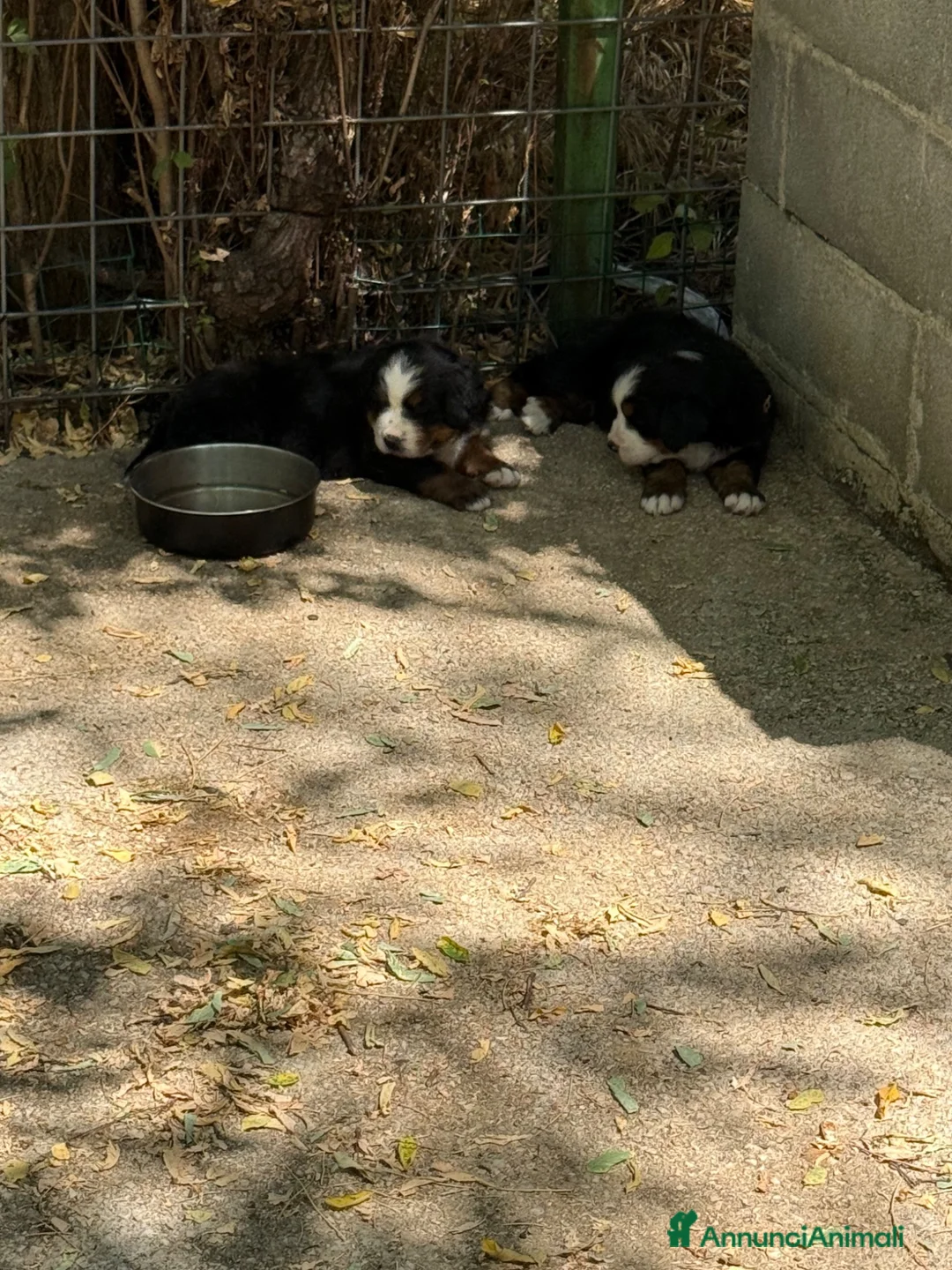 Bovaro del Bernese cani in vendita: Cucciole di Bovaro del Bernese - Annuncio 2