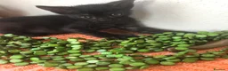 Meticcio gatti in regalo: GATTINI NERI DOLCISSIMI - Annuncio 9