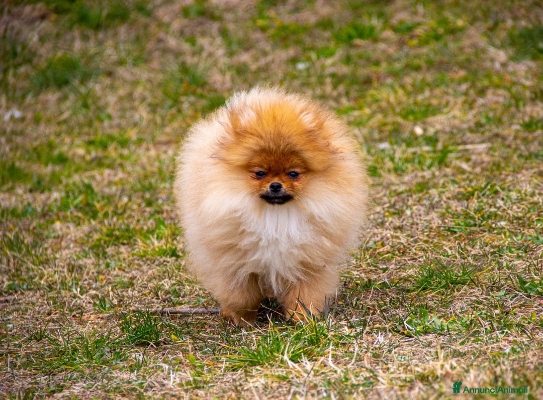 Spitz cani in vendita: Disponibile 1 Cucciolo di Spitz Pomerania a Provincia di Sondrio - Immagine 14