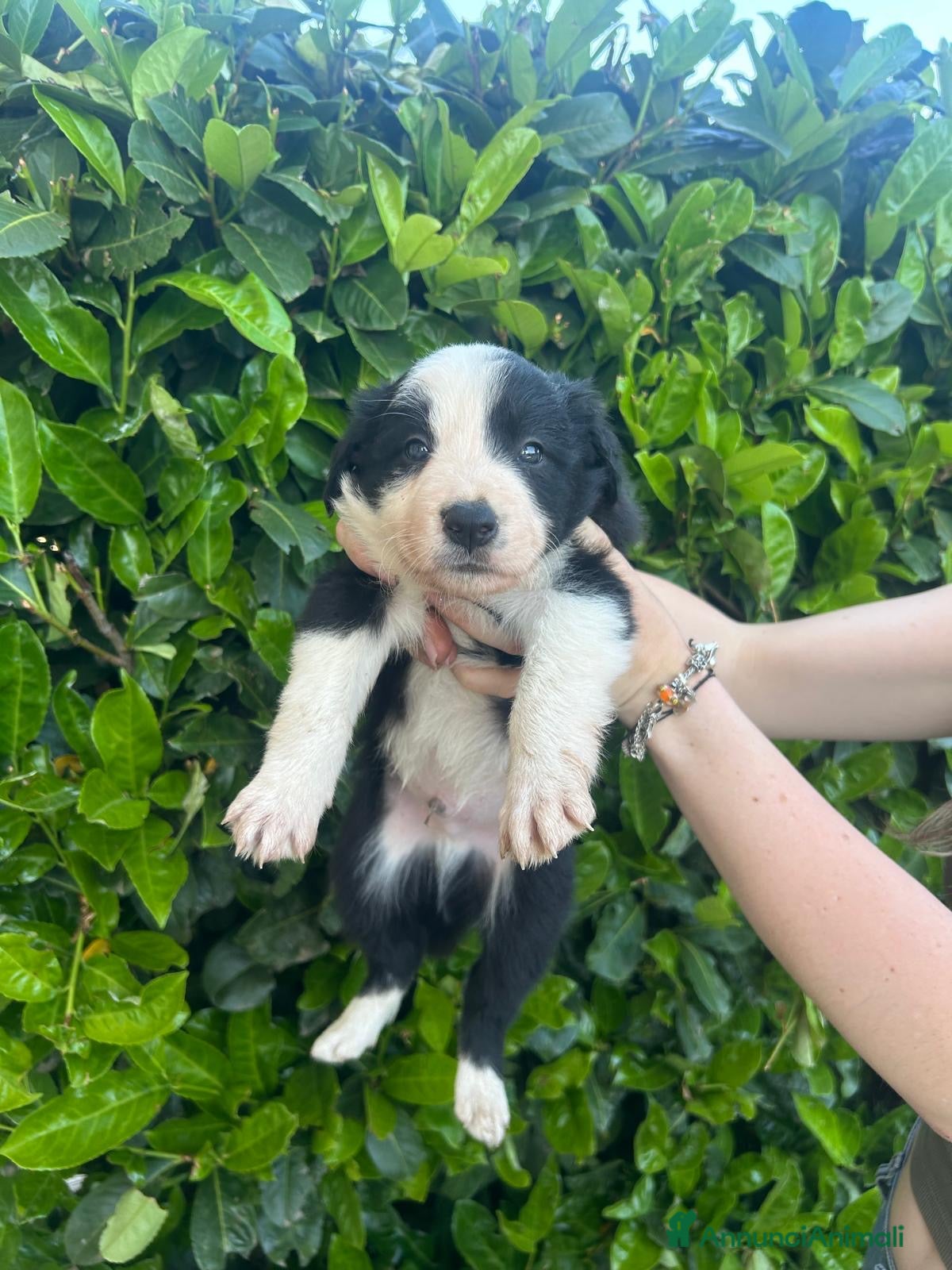 Border Collie cani in vendita: Cuccioli border collie  - Annuncio 8