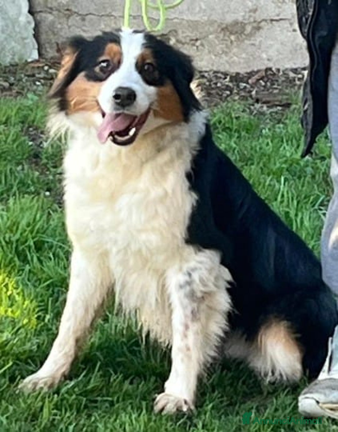 Australian Shepherd cani in regalo: Femmina di pastore australiano - Annuncio 2