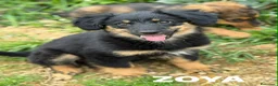 Meticcio cani in regalo: 4 SPLENDIDI CUCCIOLI cercano casa! Super coccoloni - Annuncio 15