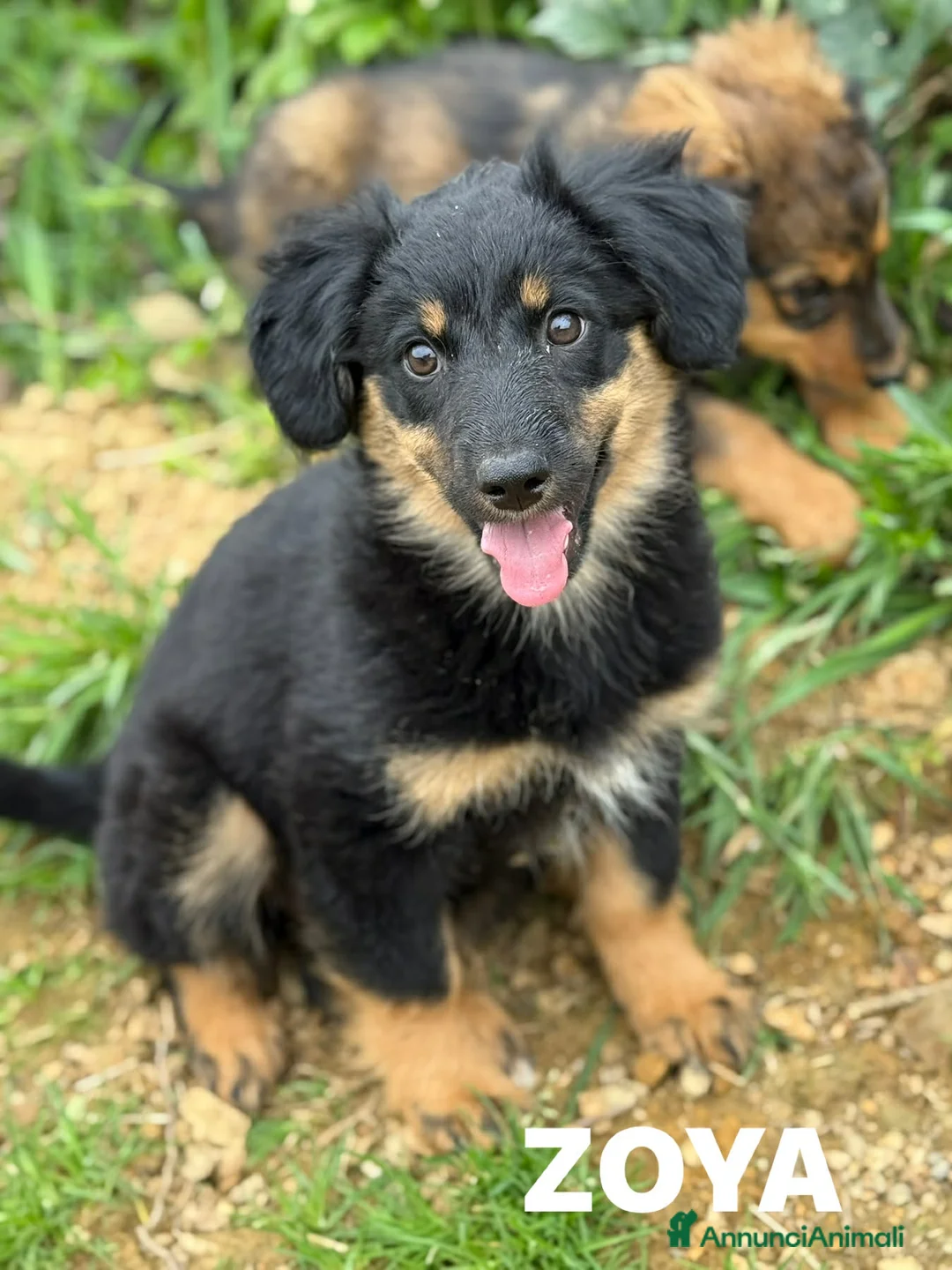 Meticcio cani in regalo: 4 SPLENDIDI CUCCIOLI cercano casa! Super coccoloni - Annuncio 15