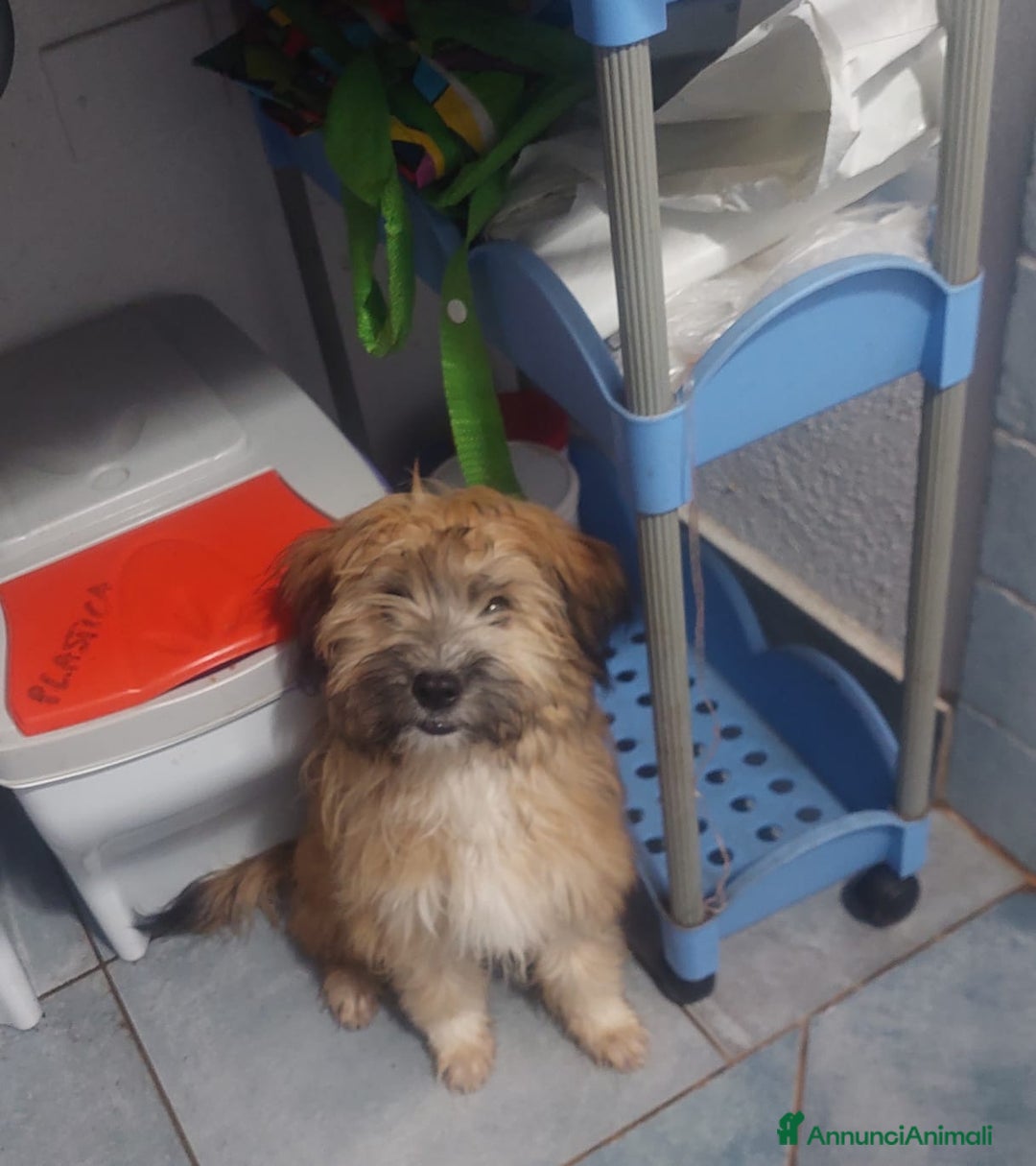 Yorkshire cani in regalo: Birba e Bobby , 5mesi tg piccola aspettano casa - Annuncio 2