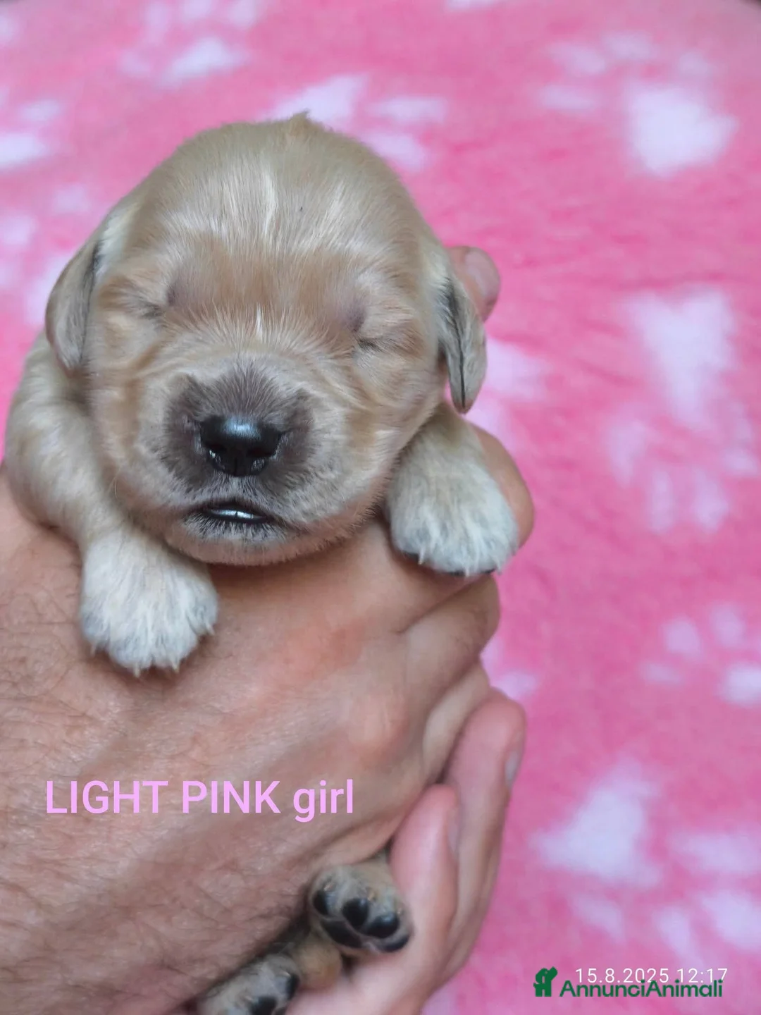 Golden Retriever cani in vendita: Cucciolata 100% americana  - Annuncio 18