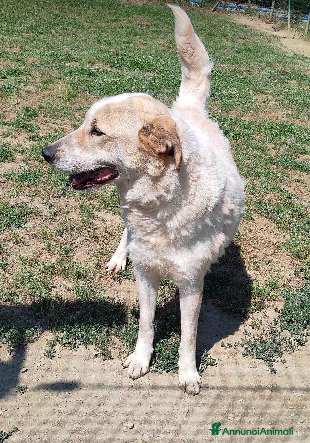 Meticcio cani in regalo: Bob cerca casa  - Annuncio 3
