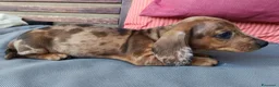 Bassotto cani in vendita: Bassotto arlecchino cioccolato  - Annuncio 6