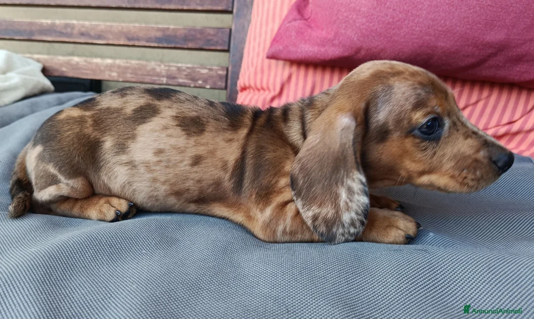 Bassotto cani in vendita: Bassotto arlecchino cioccolato  - Annuncio 6