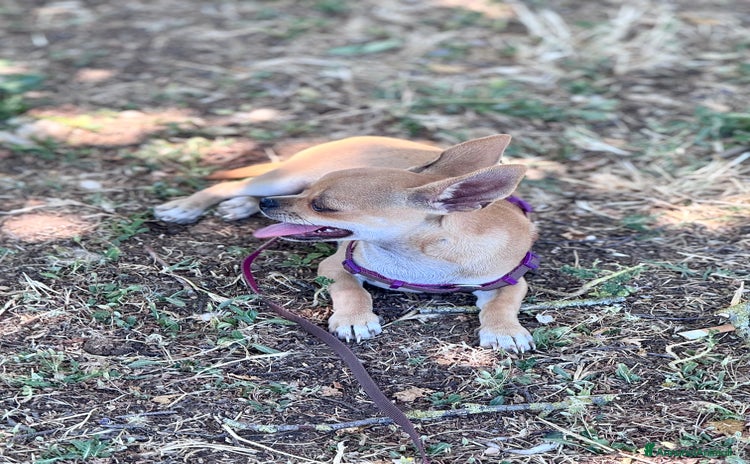 Chihuahua cani a Città metropolitana di Roma Capitale - Annuncio 2