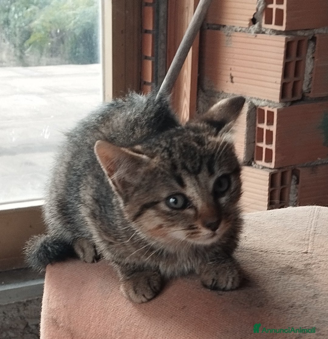 Europeo gatti in regalo: 3 simpatici tigratini - Annuncio 7